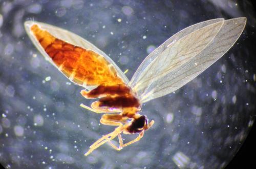 Réf. 224 310 : Micropterix aglaella